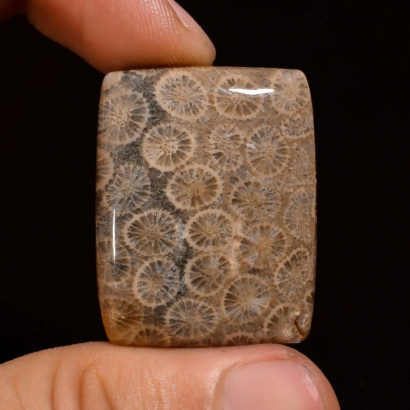 Fossil Coral Radiant Shape Cabochon Loose Gemstone